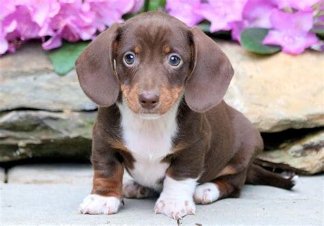 mini doxie puppies for sale in oregon|miniature dachshund puppies for sale near me.